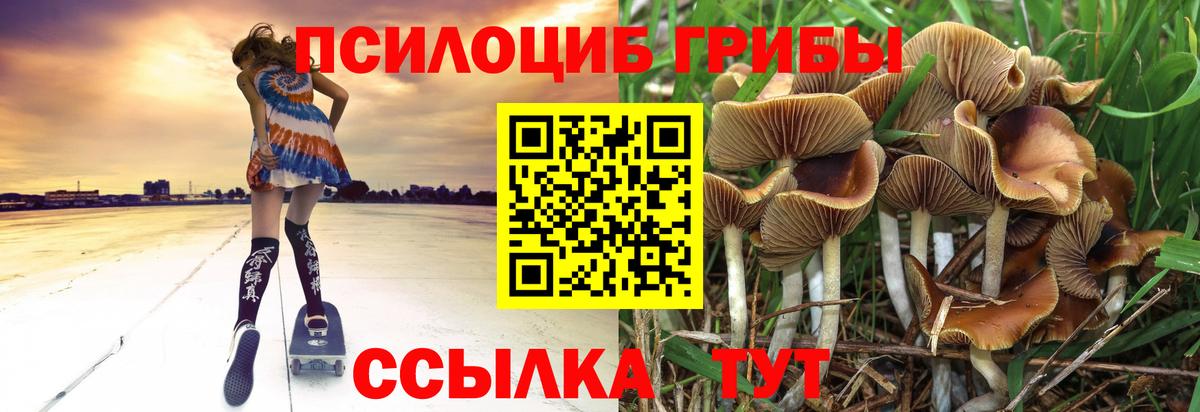 Губаха  Псилоцибиновые грибы Psilocybine cubensis  Вход с VPN 